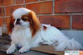 Японский хин 2