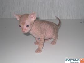 Голорожденые котята Донского сфинкса 2