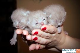 Котята британской короткошерстной породы