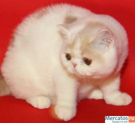 Продам экзотических и персидских котят 2