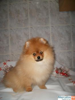 Щенки миниатюрного немецкого щпица. 4