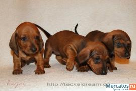 "Таксики стандартные г/ш от клуба"