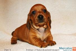 "Таксики стандартные г/ш от клуба" 2