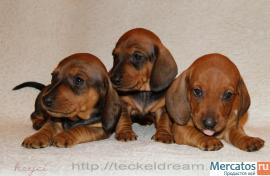 "Таксики стандартные г/ш от клуба" 5