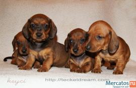 "Таксики стандартные г/ш от клуба" 4