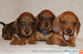 "Таксики стандартные г/ш от клуба" 3