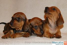 "Таксики стандартные г/ш от клуба" 7