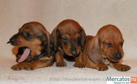 "Таксики стандартные г/ш от клуба" 6