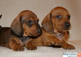 "Таксики стандартные г/ш от клуба" 8