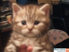 Cеребристый шоколадный мрамор 3