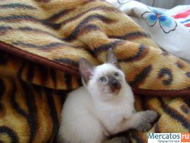 Сиамский котёнок (тайский) 2