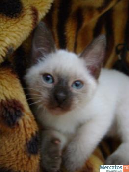 Сиамский котёнок (тайский)