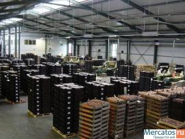 Многолетние и луковичные растения, Тюльпан, Геоцинт, Лилия