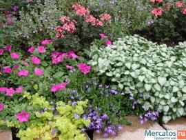 Многолетние и луковичные растения, Тюльпан, Геоцинт, Лилия 2