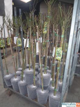 Роза, Роза на штамбе, Роза сортовая 2