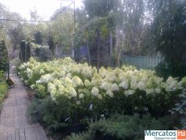 Лиственные деревья и кустарники