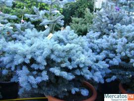 Хвойные растения Ель, Сосна, Можжевельник