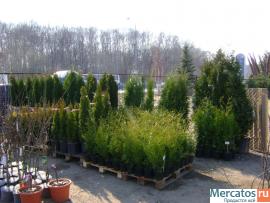 Туя Брабант, Смарагд, Шаровидная 6