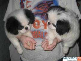 продаются щенки Японского Хина