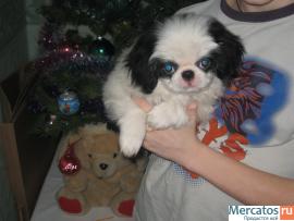 продаются щенки Японского Хина 2