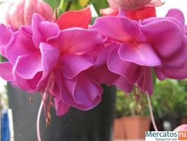 Фуксии, глоксинии, муррайя и др. 2