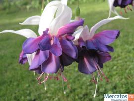 Фуксии, глоксинии, муррайя и др. 3