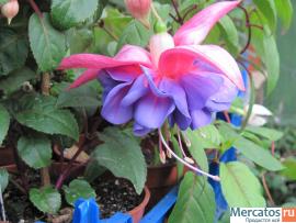 Фуксии, глоксинии, муррайя и др. 4