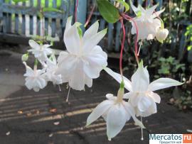 Фуксии, глоксинии, муррайя и др.