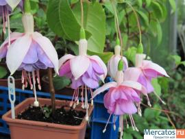 Фуксии, глоксинии, муррайя и др. 5