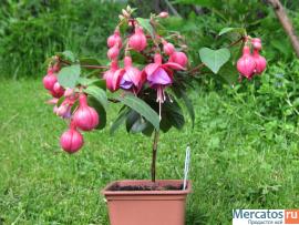 Фуксии, глоксинии, муррайя и др. 6