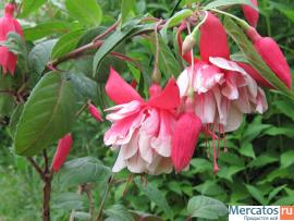 Фуксии, глоксинии, муррайя и др. 7