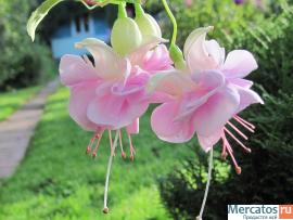 Фуксии, глоксинии, муррайя и др. 8