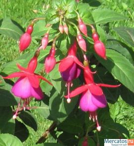 Фуксии, глоксинии, муррайя и др. 9