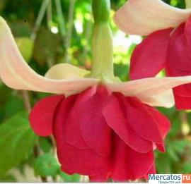 Фуксии, глоксинии, муррайя и др. 10