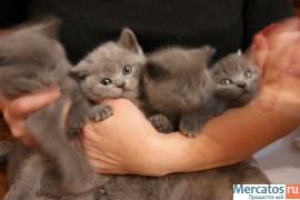 скотиш страйт