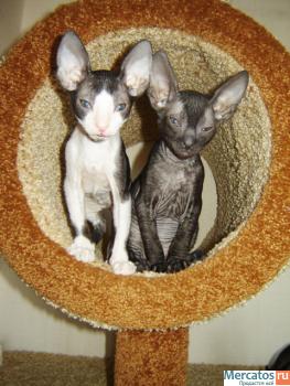 Корниш рекс 2