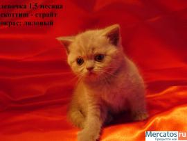 Чистокровные шотландские котята (фолд и страйт)