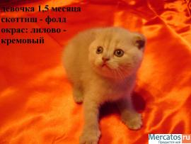 Чистокровные шотландские котята (фолд и страйт) 2