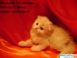 Чистокровные шотландские котята (фолд и страйт) 3