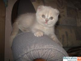 Шотландские котята (фолд и страйт) 2