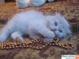 Шотландские котята (фолд и страйт) 3