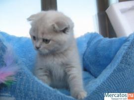 Шотландские котята (фолд и страйт)