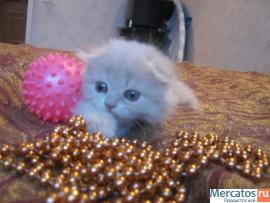 Шотландские котята (фолд и страйт) 4