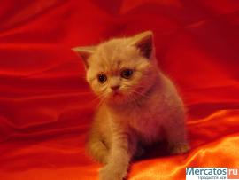 Шотландские котята (фолд и страйт) 5