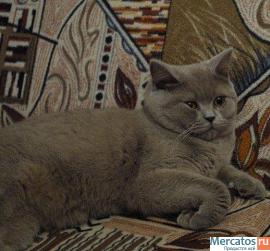 Британские котята от Чемпионов Мира! 2