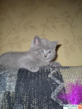 Британские котята от Чемпионов Мира! 4