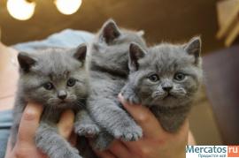 Британские котята от Чемпионов Мира! 5