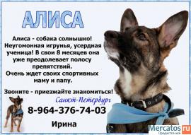 Знакомьтесь - щенок Алиса! Очаровательное 8-ти месячное чудо жде