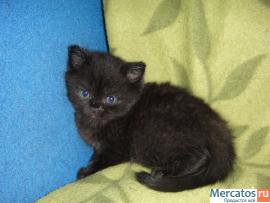 британские котята чисто черного окраса 4