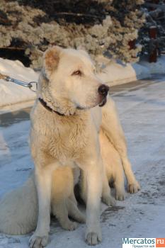 Щенки алабая